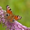 Peacock butterfly